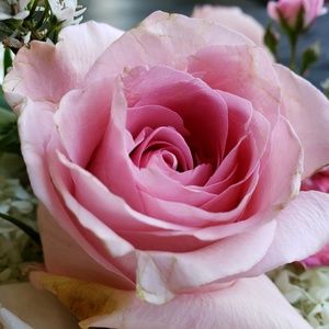 Meet your Posher, Nicolina